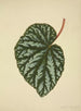 Mon Jardin à Ceylan Pl196 - George De Alwis — visning af kunstværket