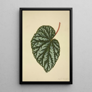 George De Alwis - Mon Jardin a Ceylan Pl196.webp