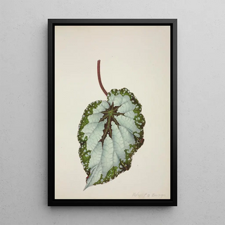 George De Alwis - Mon Jardin a Ceylan Pl207.webp