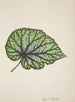 Mon Jardin à Ceylan Pl213 - George De Alwis — visning af kunstværket
