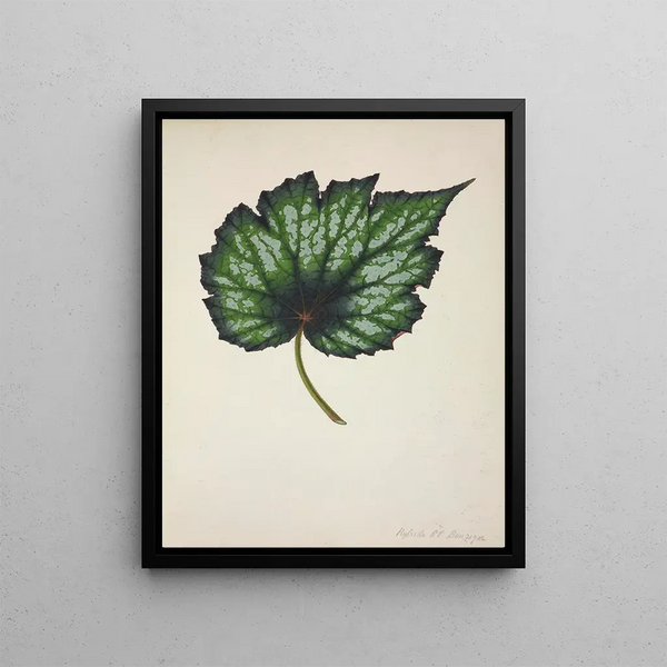 George De Alwis - Mon Jardin a Ceylan Pl216.webp
