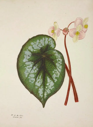 George De Alwis - Mon Jardin a Ceylan Pl225.webp