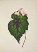 Mon Jardin à Ceylan Pl234 - George De Alwis — visning af kunstværket