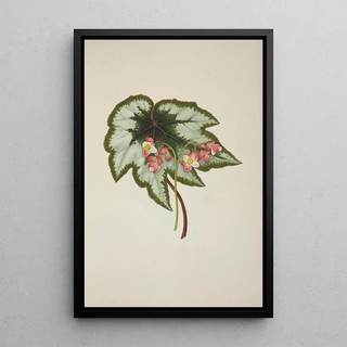 George De Alwis - Mon Jardin a Ceylan Pl235.webp