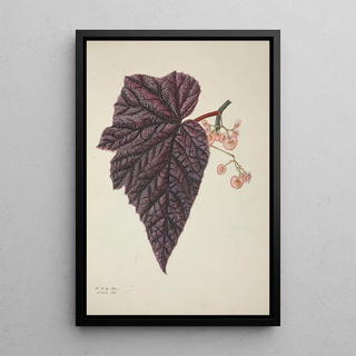 George De Alwis - Mon Jardin a Ceylan Pl243.webp