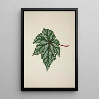 George De Alwis - Mon Jardin a Ceylan Pl253.webp