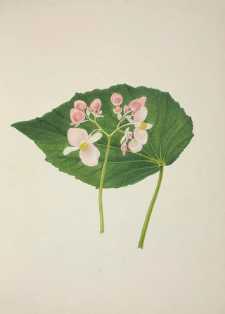 George De Alwis - Mon Jardin a Ceylan Pl256.webp