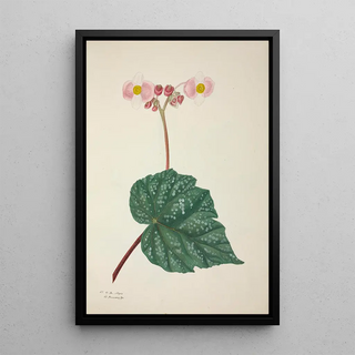 George De Alwis - Mon Jardin a Ceylan Pl263.webp