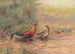 Coq de Lafayette - George Edward Lodge — visning af kunstværket