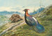 Faisan impérial chinois - George Edward Lodge — visning af kunstværket