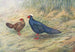 Kaleege d'Edward - George Edward Lodge — visning af kunstværket