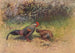 Coq gris de la jungle - George Edward Lodge — visning af kunstværket