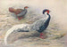 Kaleege argenté de Hainan - George Edward Lodge — visning af kunstværket