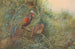Java-vildhønen - George Edward Lodge — visning af kunstværket