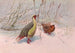 Himalaya Sikhim blodige partridges maleri - George Edward Lodge — visning af kunstværket