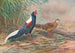 Kaleege de Swinhoe - George Edward Lodge — visning af kunstværket