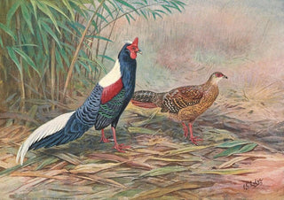 George Edward Lodge - Swinhoes Kaleege.webp