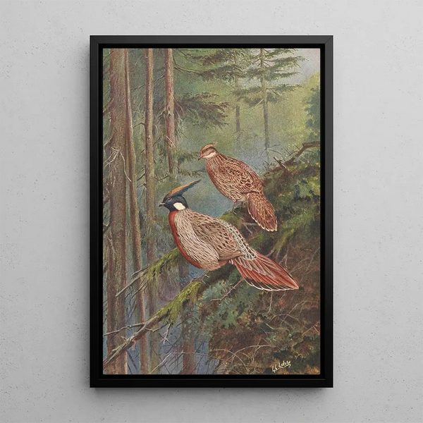 George Edward Lodge - The Common Koklass Pheasant.webp