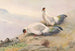 Faisan à oreillons blancs - George Edward Lodge — visning af kunstværket