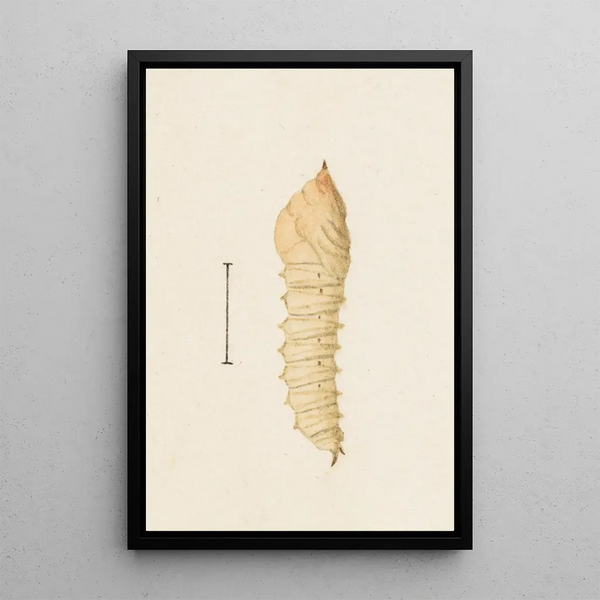 George Hudson - Entomology watercolour Pl011.webp