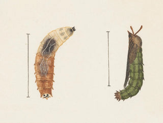 George Hudson - Entomology watercolour Pl012.webp