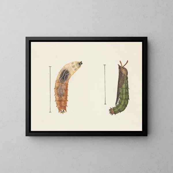 Aquarellaleri af entomologi Pl012 - George Hudson — indrammet kunstværk på væggen