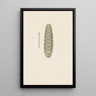 George Hudson - Entomology watercolour Pl033.webp