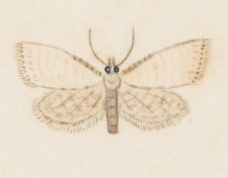 George Hudson - Entomology watercolour Pl036.webp