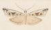 Aquarellaleri af entomologi Pl043 - George Hudson — visning af kunstværket