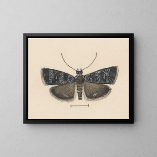 George Hudson - Entomology watercolour Pl044.webp