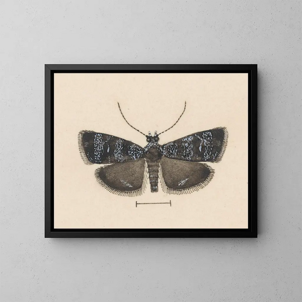 Aquarellaleri af entomologi Pl044 - George Hudson — indrammet kunstværk på væggen