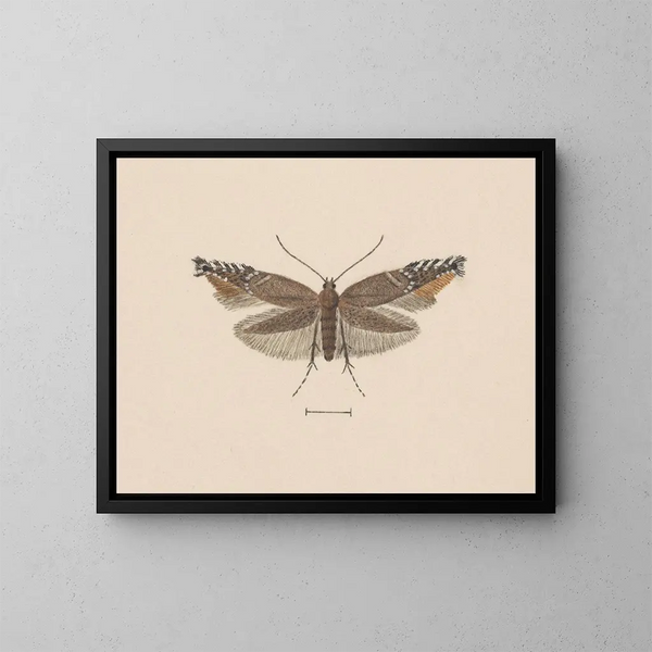 Aquarell Maleri af entomologi Pl049 - George Hudson — indrammet kunstværk på væggen