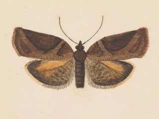 Aquarellaleri af entomologi Pl056 - George Hudson — visning af kunstværket