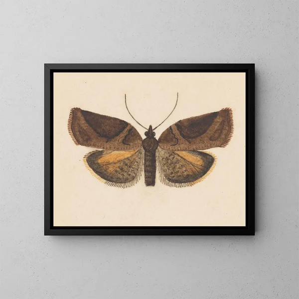 Aquarellaleri af entomologi Pl056 - George Hudson — indrammet kunstværk på væggen