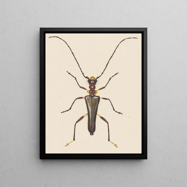 George Hudson - Entomology watercolour Pl057.webp
