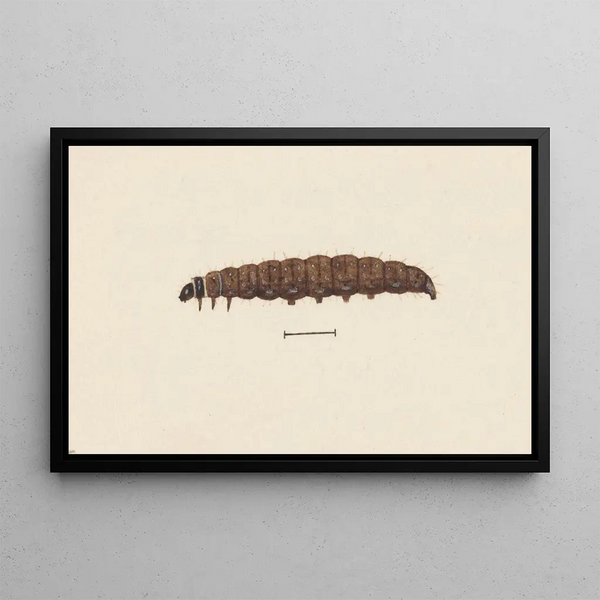 George Hudson - Entomology watercolour Pl068.webp