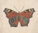 Aquarell Maleri af entomologi Pl069 - George Hudson — visning af kunstværket