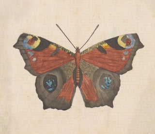 Aquarell Maleri af entomologi Pl069 - George Hudson — visning af kunstværket