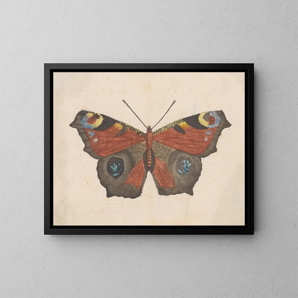 Aquarell Maleri af entomologi Pl069 - George Hudson — indrammet kunstværk på væggen