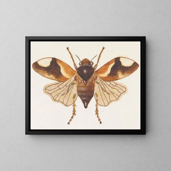 Aquarellaleri af entomologi Pl075 - George Hudson — indrammet kunstværk på væggen