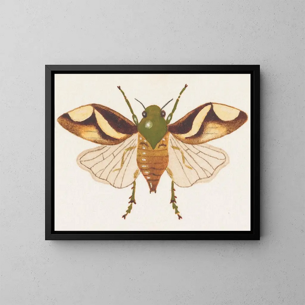 Akvarel-maleri af entomologi Pl078 - George Hudson — indrammet kunstværk på væggen