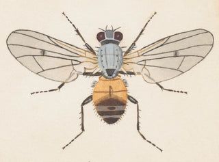 Akvarel-maleri af entomologi Pl079 - George Hudson — visning af kunstværket