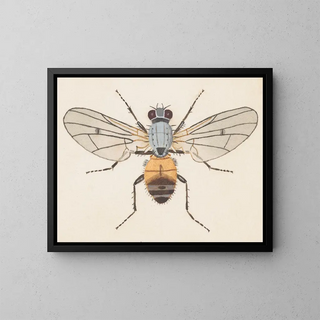 Akvarel-maleri af entomologi Pl079 - George Hudson — indrammet kunstværk på væggen