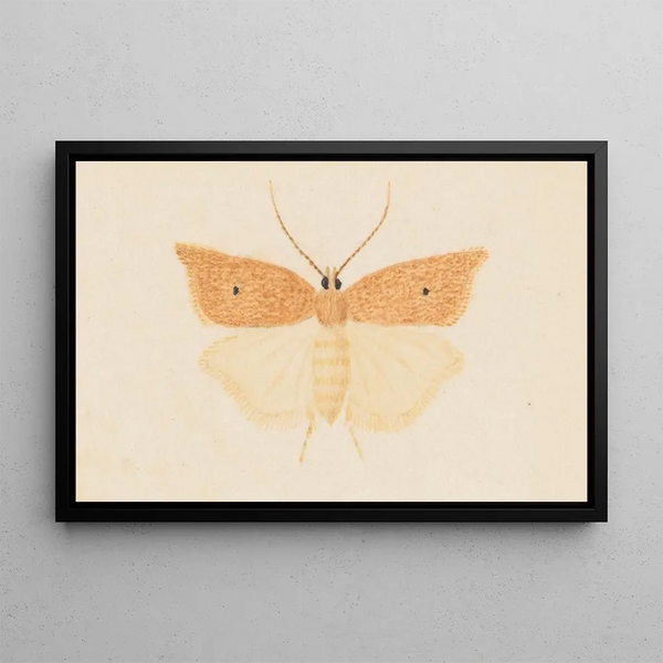 George Hudson - Entomology watercolour Pl081.webp