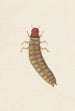 Aquarellaleri entomologisk Pl090 - George Hudson — visning af kunstværket