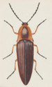 Aquarelle entomologique Pl091 - George Hudson — visning af kunstværket