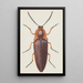 Aquarelle entomologique Pl091 - George Hudson — indrammet kunstværk på væggen