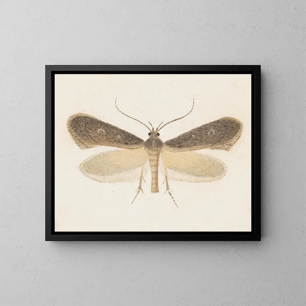 Aquarell Maleri af entomologi Pl096 - George Hudson — indrammet kunstværk på væggen