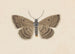 Entomologie akvarel Pl097 - George Hudson — visning af kunstværket