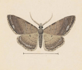 Aquarellaleri af entomologi Pl102 - George Hudson — visning af kunstværket
